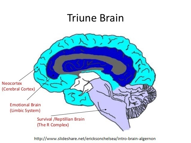 triune brain